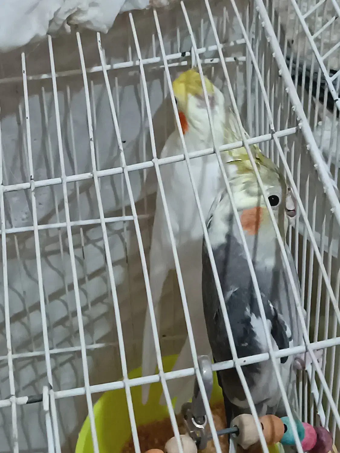 دوعدد جوجه عروس هلندی|پرنده|مشهد, نیروی هوایی|دیوار