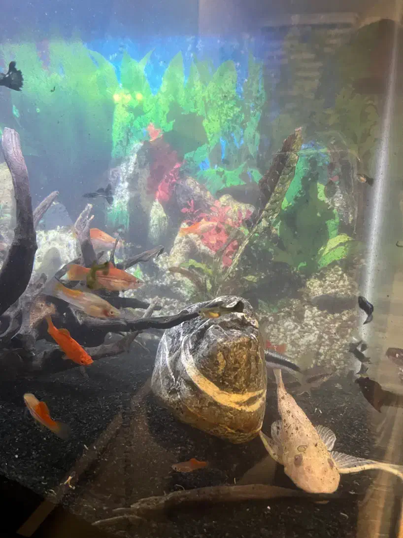 اکواریوم کوچیک شیشه خم شرکتی و تعدادی ماهی|ماهی|مشکین‌دشت, |دیوار