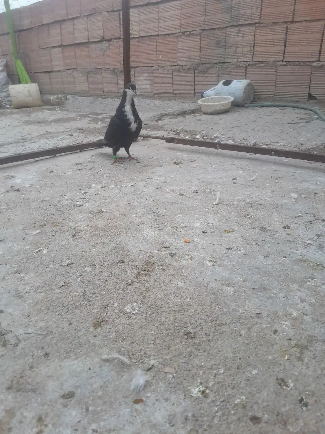 کبوتر رنگی ریش و مسافتی اهوازی چاپی وانروی اردن|پرنده|گرگان, |دیوار