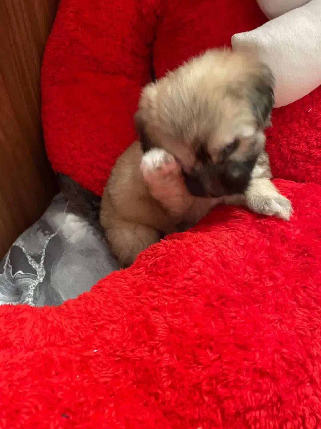 سگ شیتزو|سگ|گلستان (تهران), |دیوار