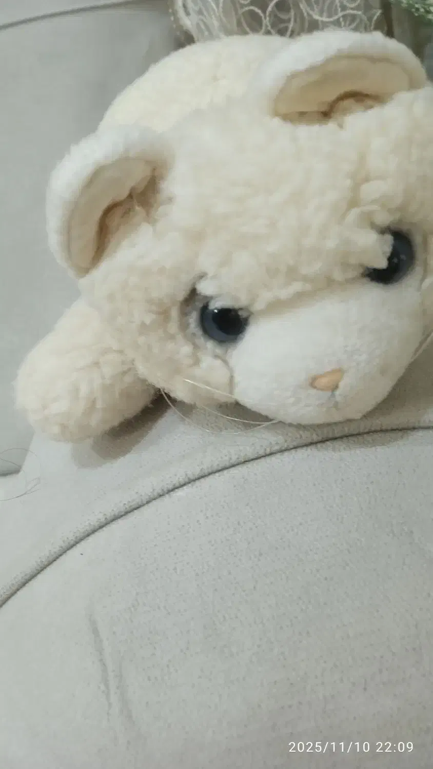 دوعدد عروسگ سگ و گربه پشمالو ۲۵۰|اسباب‌‌بازی|اهواز, کیان اباد|دیوار