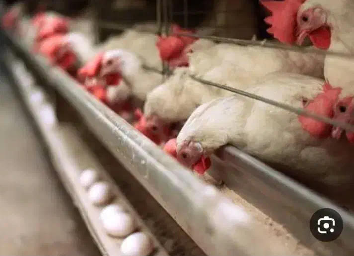 فروش مرغ تخم گزار|حیوانات مزرعه|تخت سلیمان, |دیوار