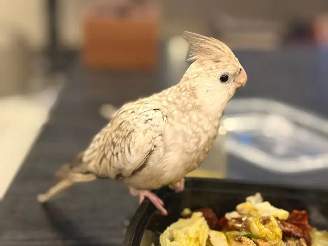 عروس هلندی گمشده|حیوانات|بندرعباس, |دیوار