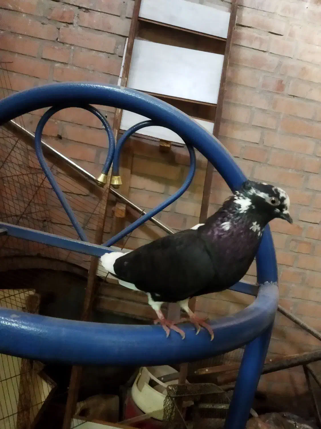 معمولی|پرنده|اهواز, کوی صنایع|دیوار