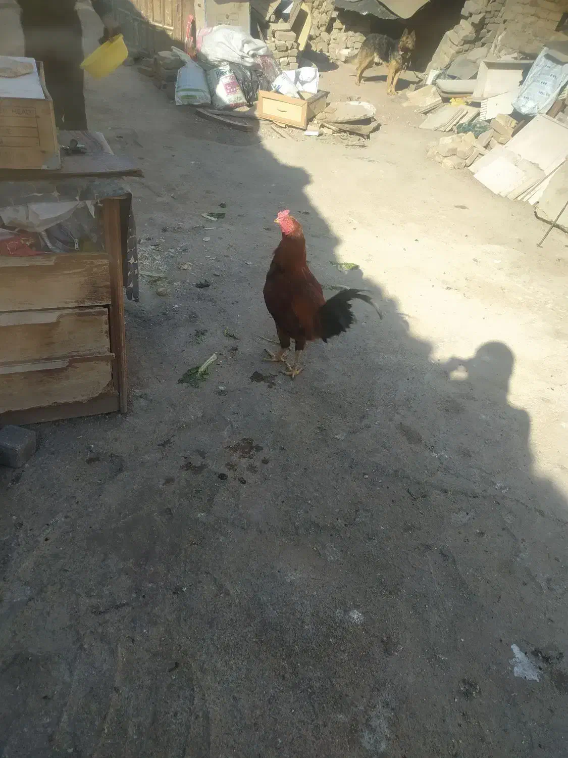 خروس لاری|حیوانات مزرعه|قزوین, |دیوار