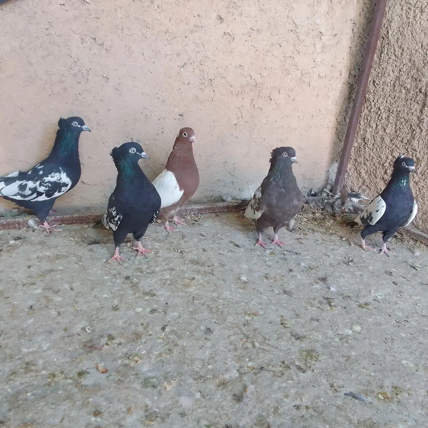 کبوتر .سینه|پرنده|مرودشت, بیست متری بیمارستان|دیوار