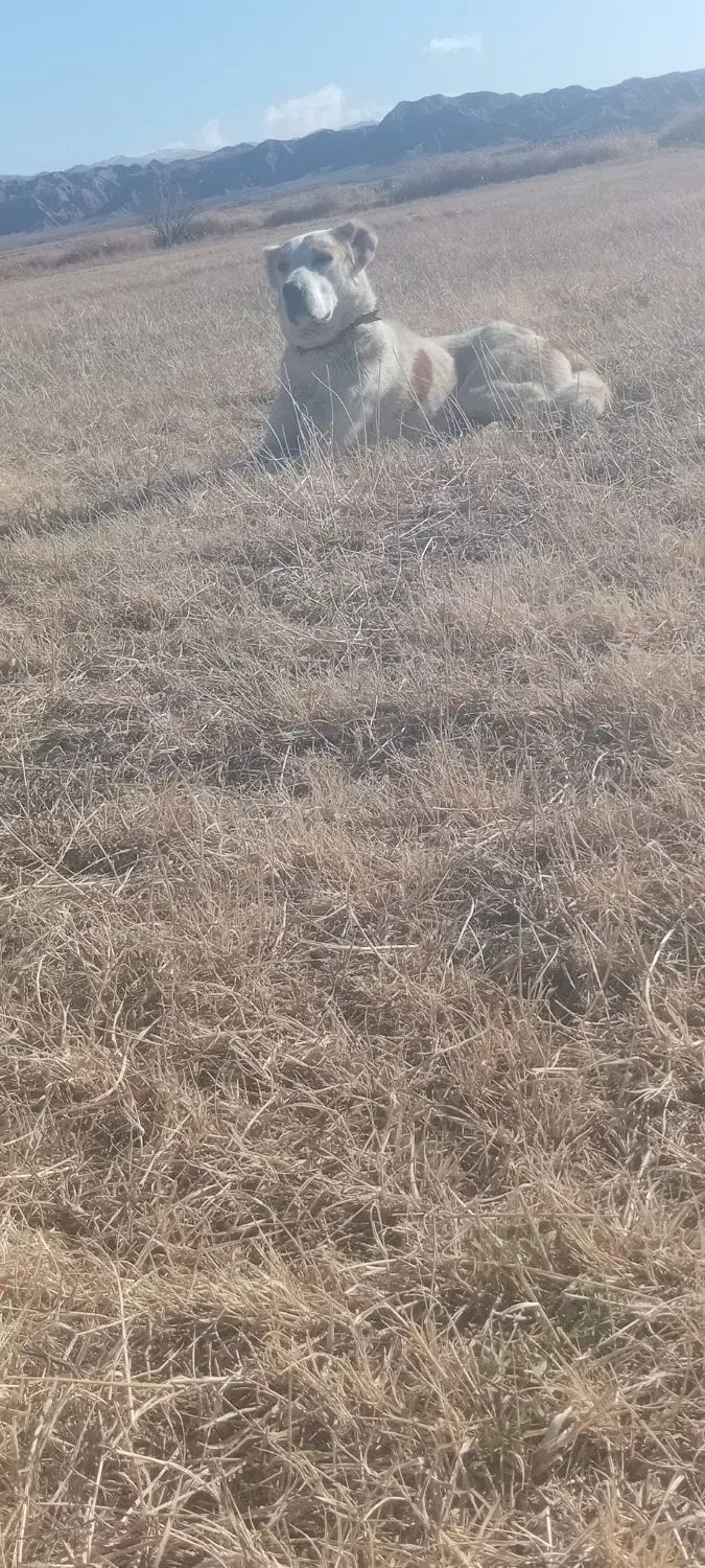 سگ آلابای|سگ|زنجان, |دیوار