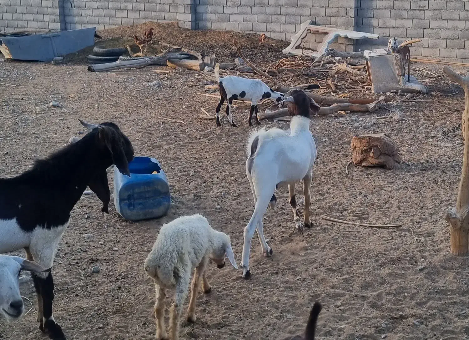 کهره نر و ماده ابستن|حیوانات مزرعه|میناب, |دیوار