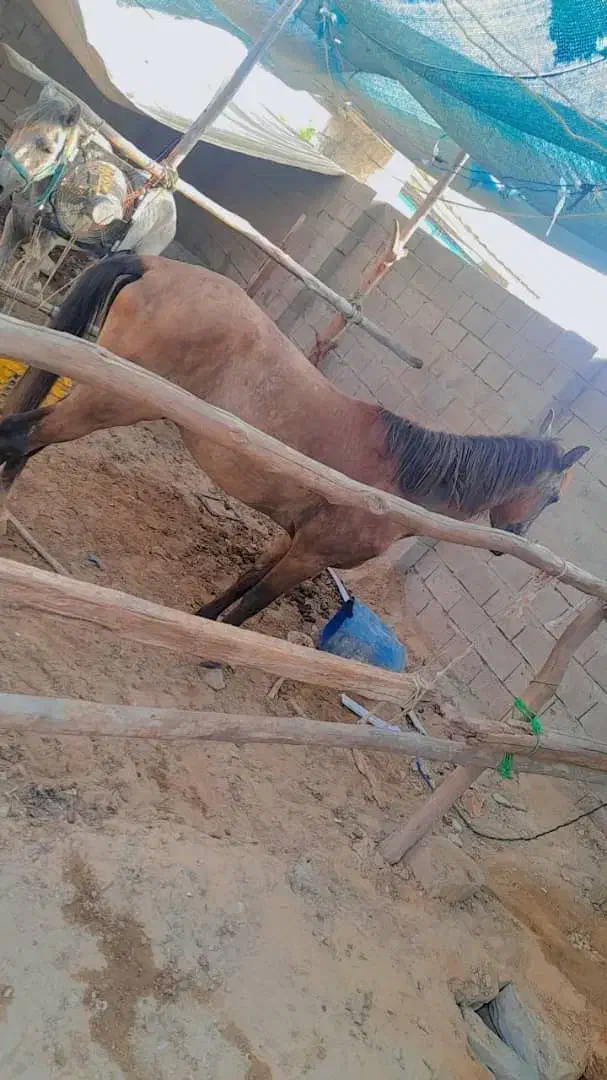 فروش دو اسب نر وماده|اسب و تجهیزات اسبسواری|قشم, |دیوار