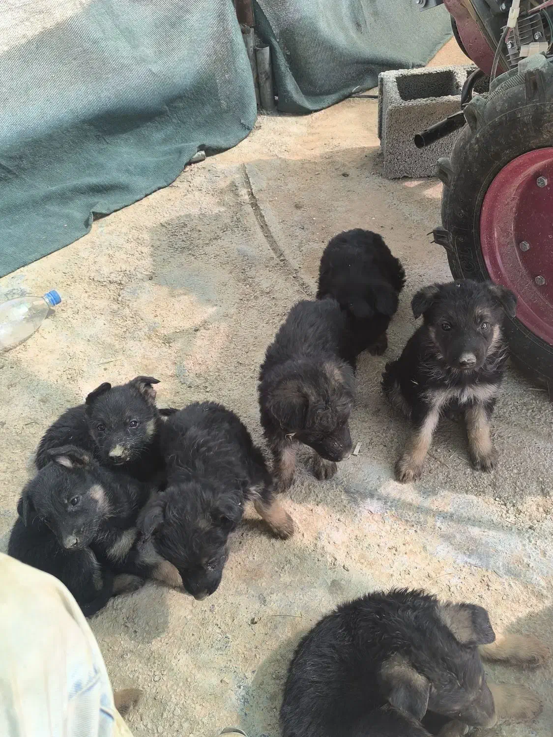 واگذاری توله ژرمن شپرد|سگ|زرقان, |دیوار