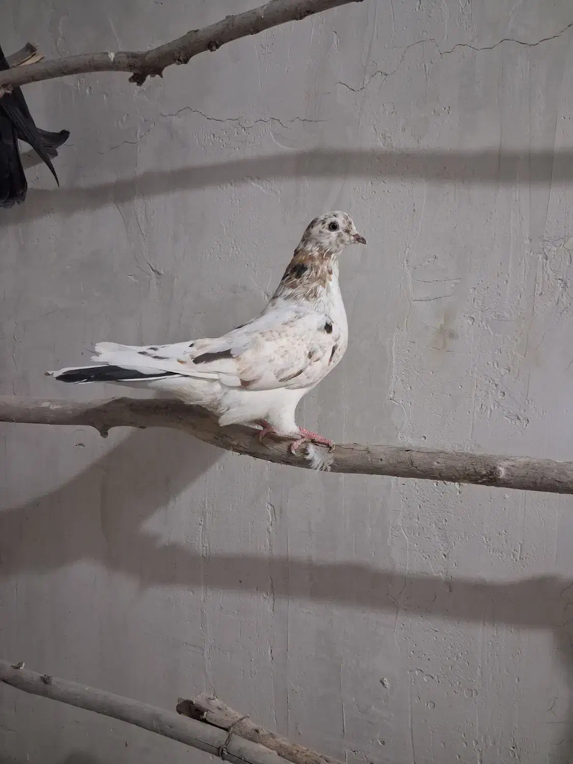 کبوتر پرشی|پرنده|سجاس رود, |دیوار