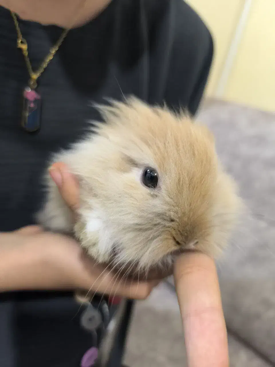 خرگوش مینی لوپ|موش و خرگوش|تهران, مینای شمالی (مخبر)|دیوار