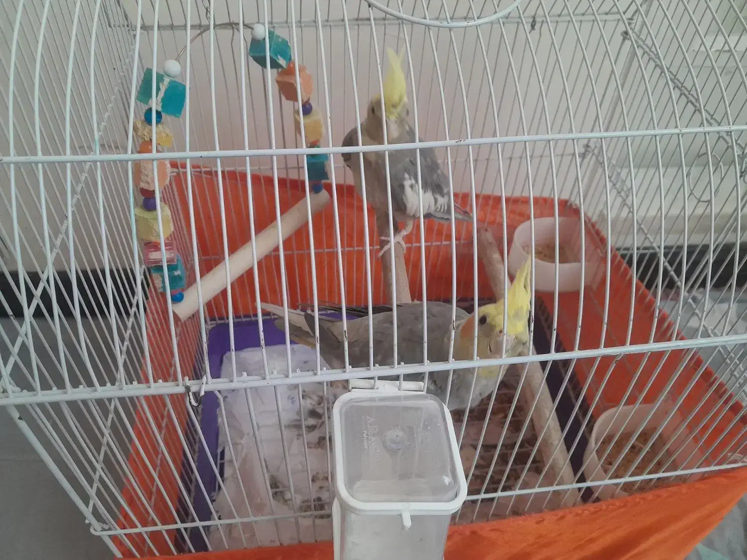 فروش ۲عدد عروس هلندی|پرنده|قدس, شهر‌قدس|دیوار