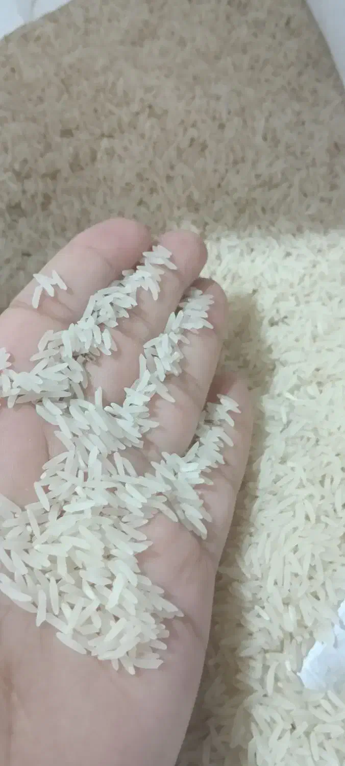 برنج‌فجر‌سوزنی‌قلم‌ریز|خوردنی و آشامیدنی|خان ببین, |دیوار