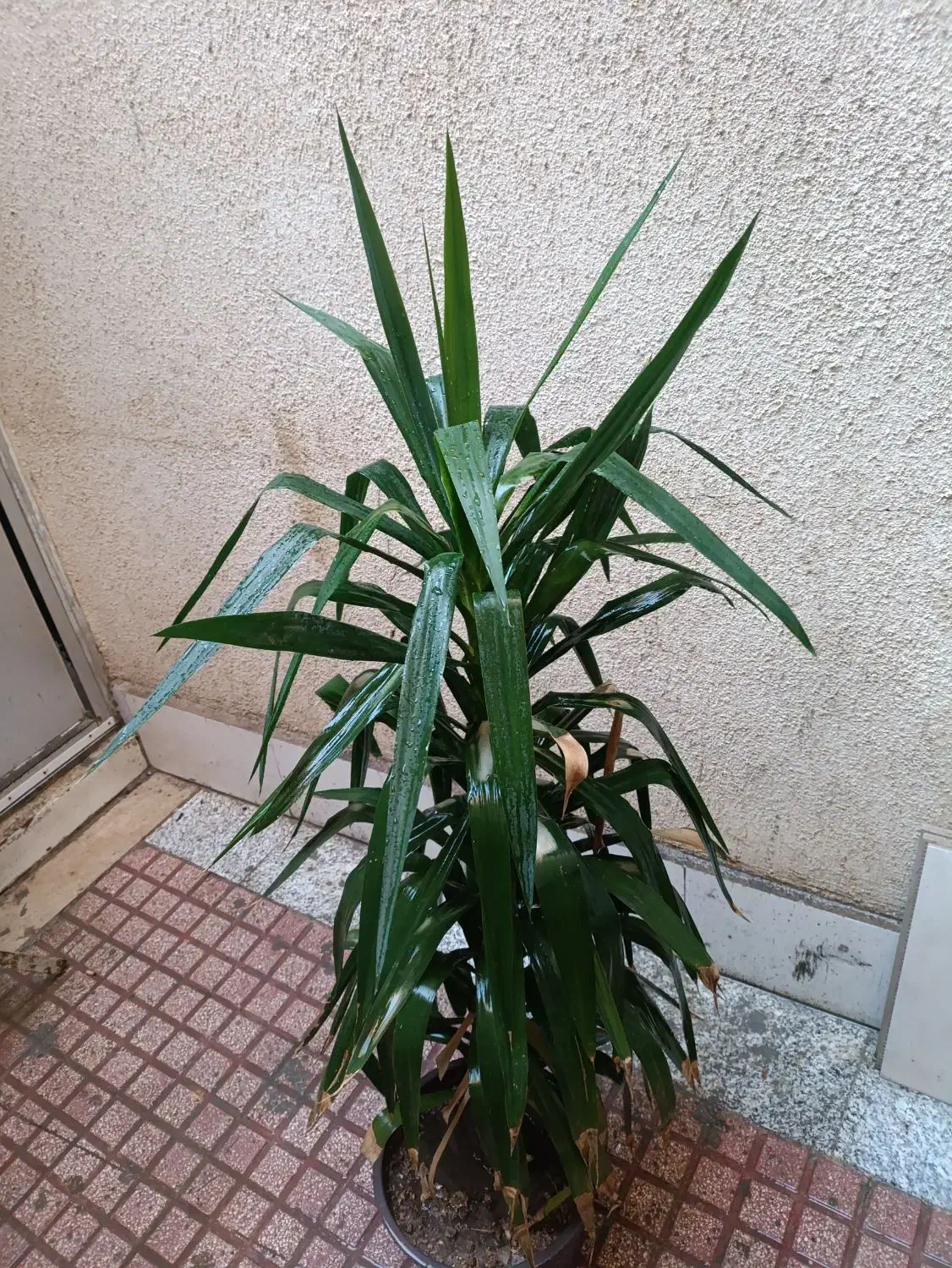 گل یوکا طبیعی|گل و گیاه طبیعی|قدس, شهرقدس|دیوار