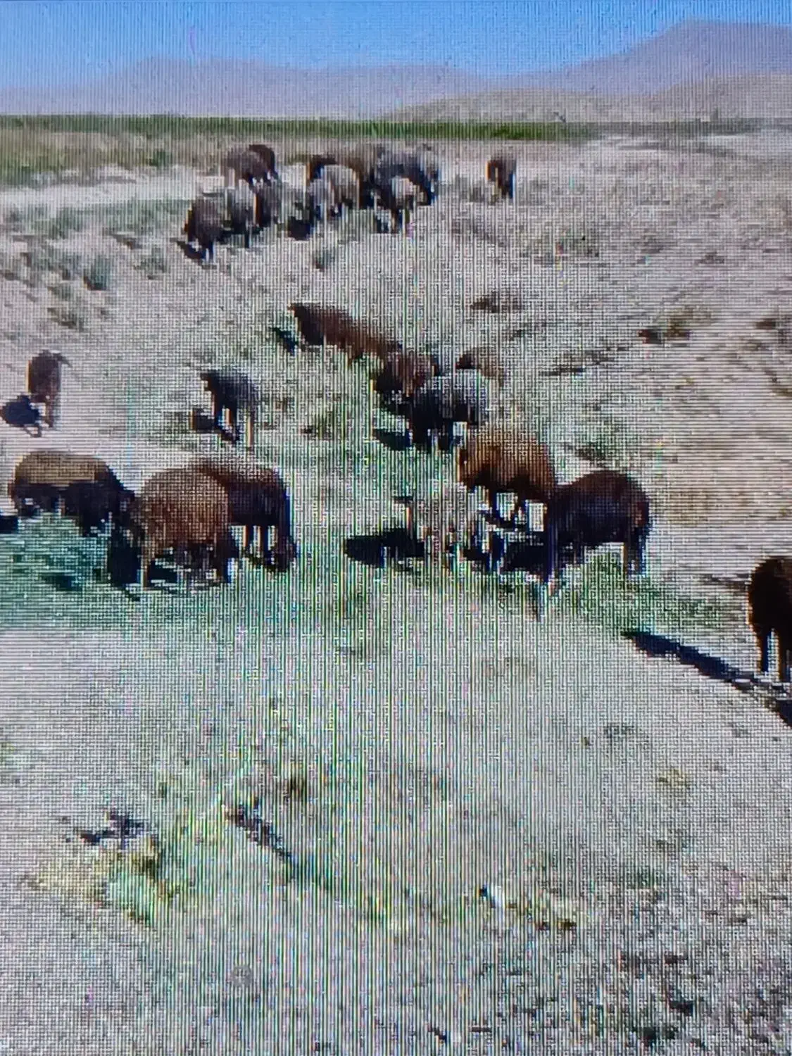 بره فقط ماده۲۰تاچهل کیلو زنده باسکول ۳۶۰۰۰۰|حیوانات مزرعه|داران, |دیوار