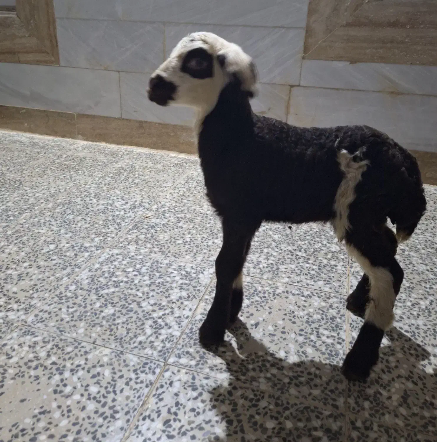 بره فروشی|حیوانات مزرعه|قره چای, |دیوار