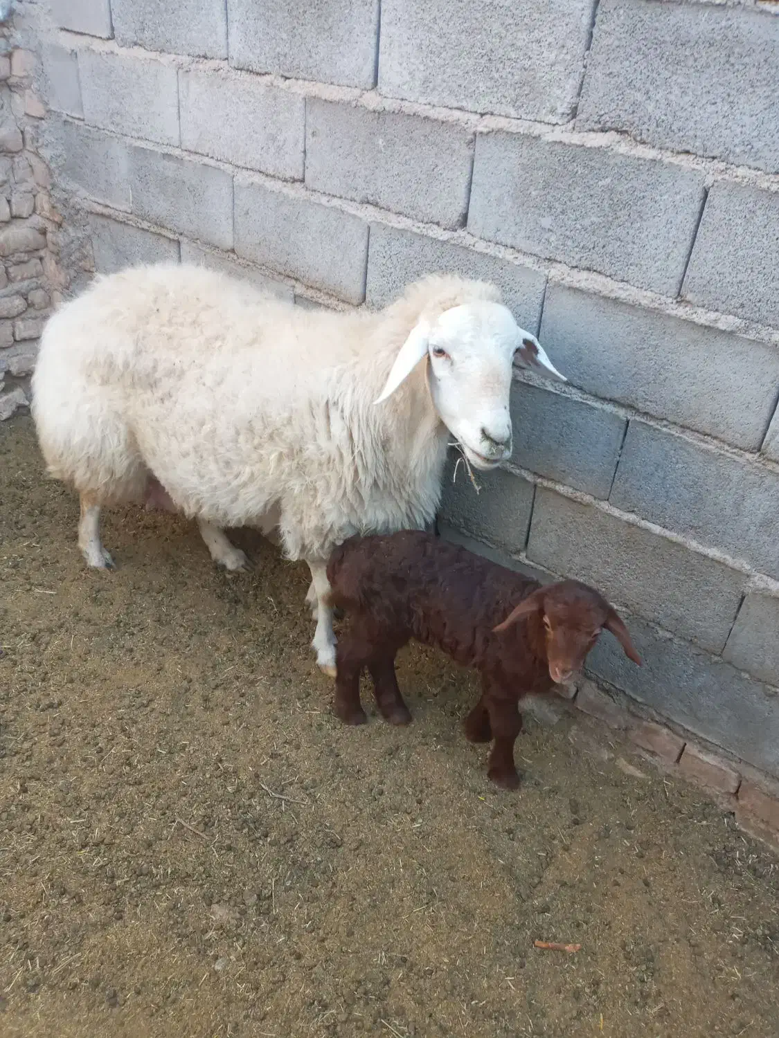 میش با بره|حیوانات مزرعه|اسفراین, |دیوار