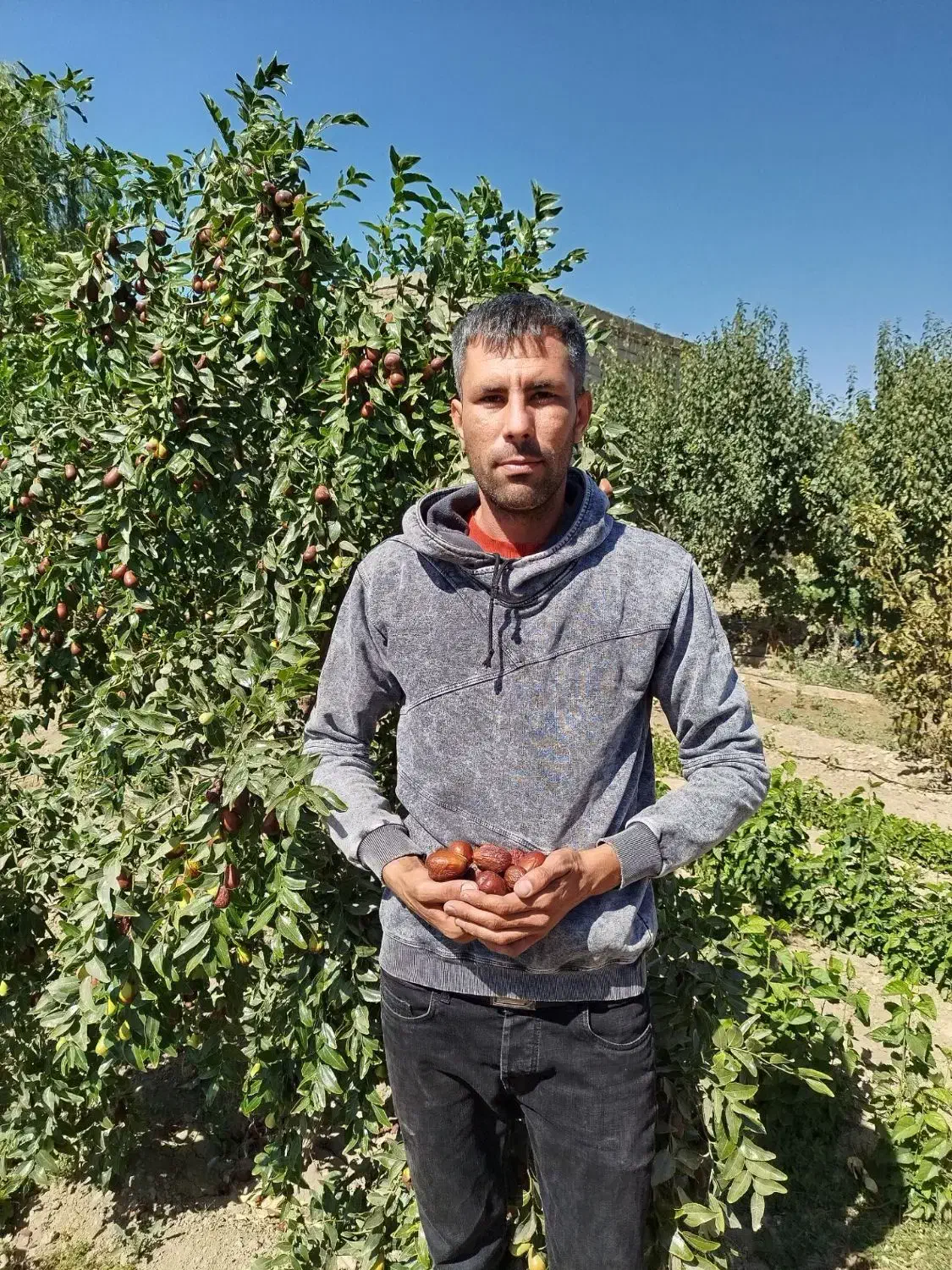 نهال فروشی|حراج|سنندج, |دیوار