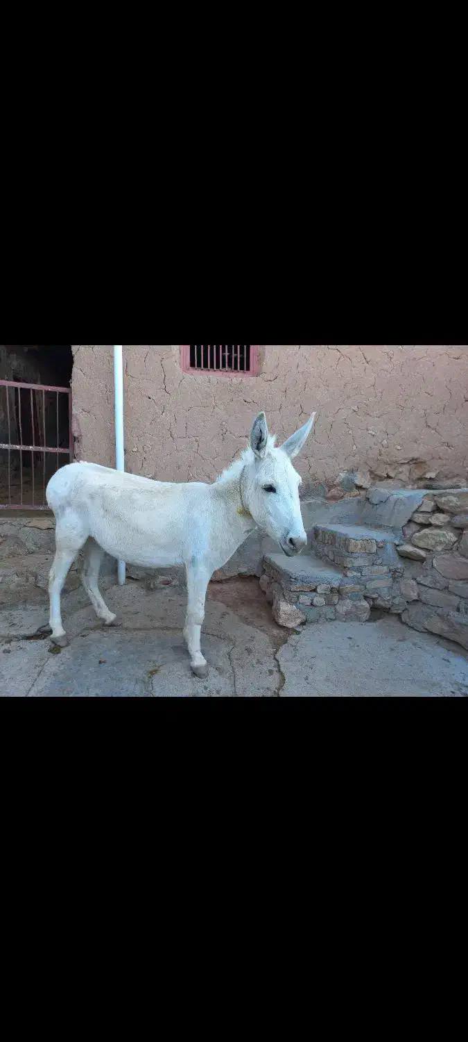فروش الاغ سفید|حیوانات مزرعه|شیروان (خراسان), |دیوار
