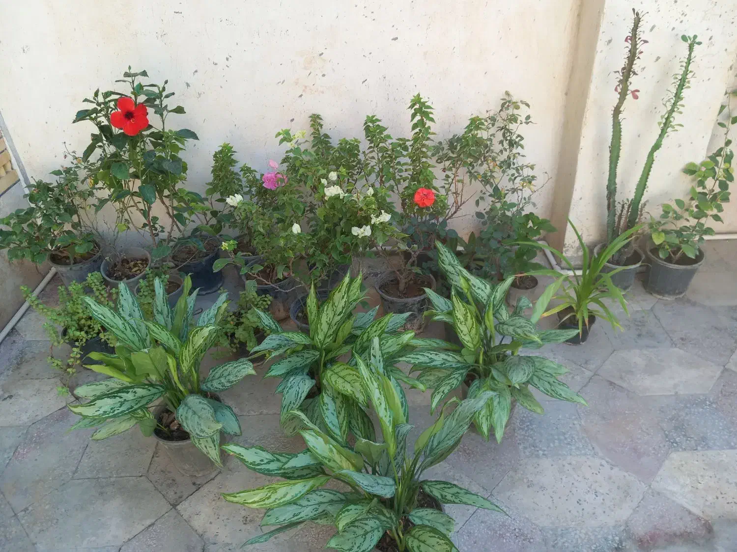 سیم کارت سبز|سیمکارت|بندر دیر, |دیوار