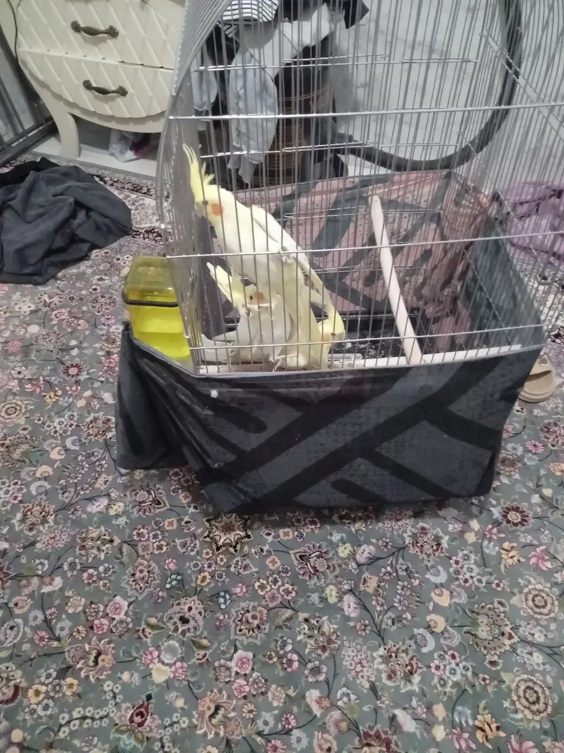 سه عددعروس هلندی|پرنده|اراک, |دیوار