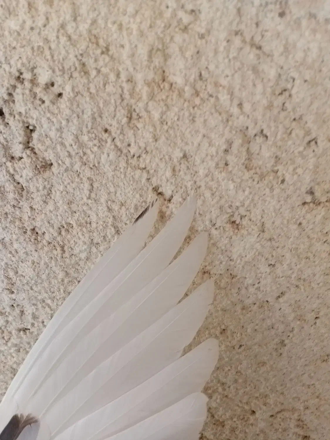  جیر|پرنده|قم, شاه سید علی|دیوار