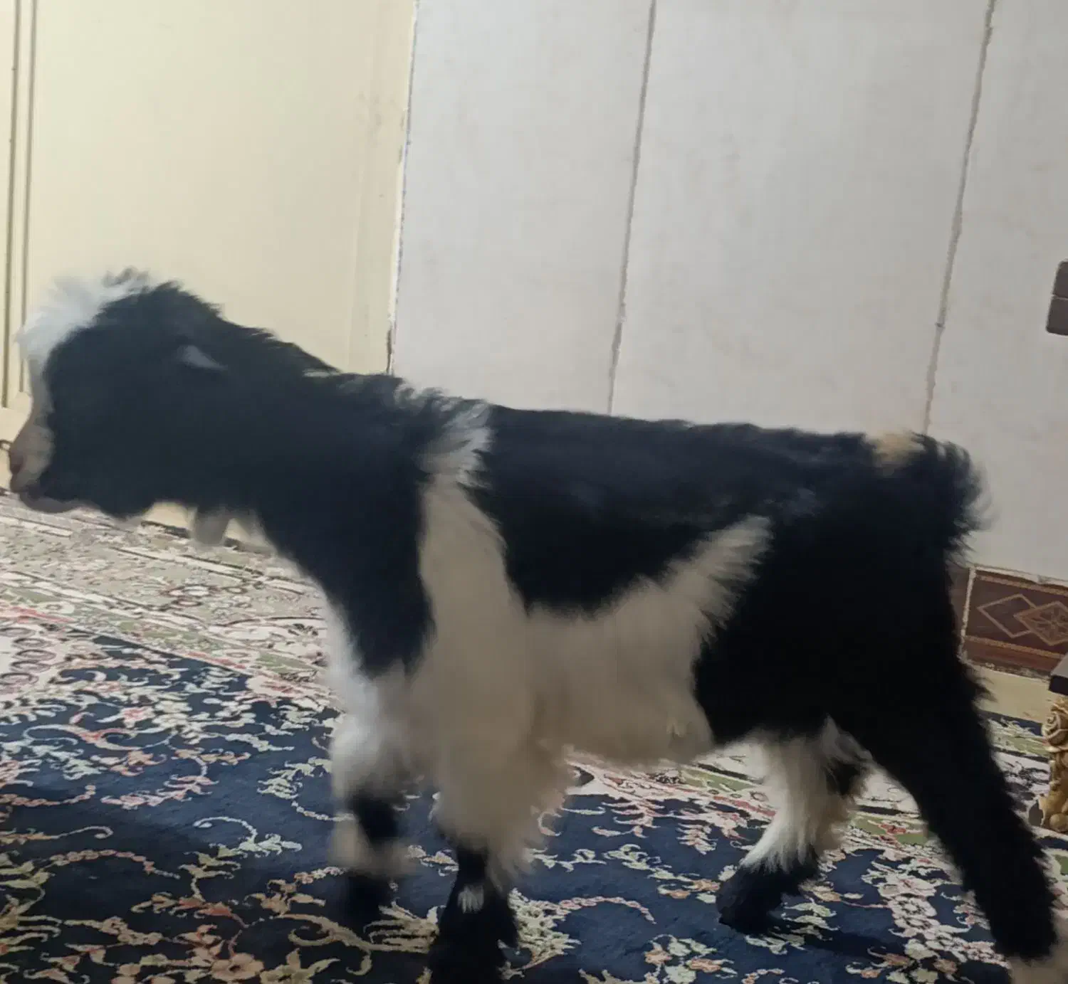 بزغاله|حیوانات مزرعه|ایلام, |دیوار