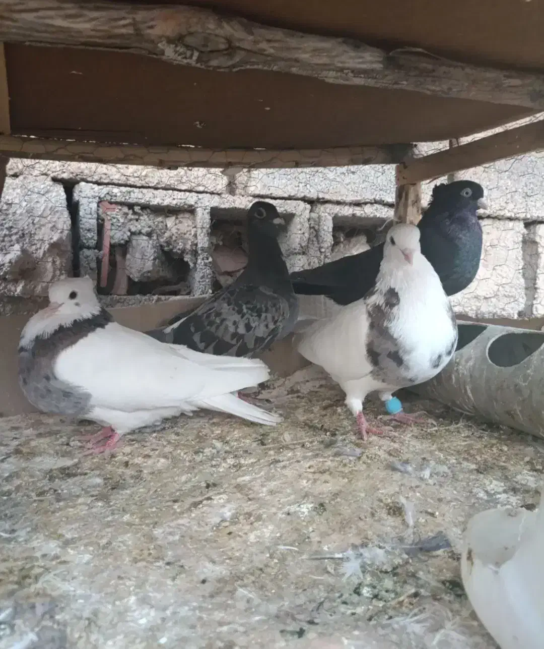 کفتر|پرنده|خرمشهر, |دیوار