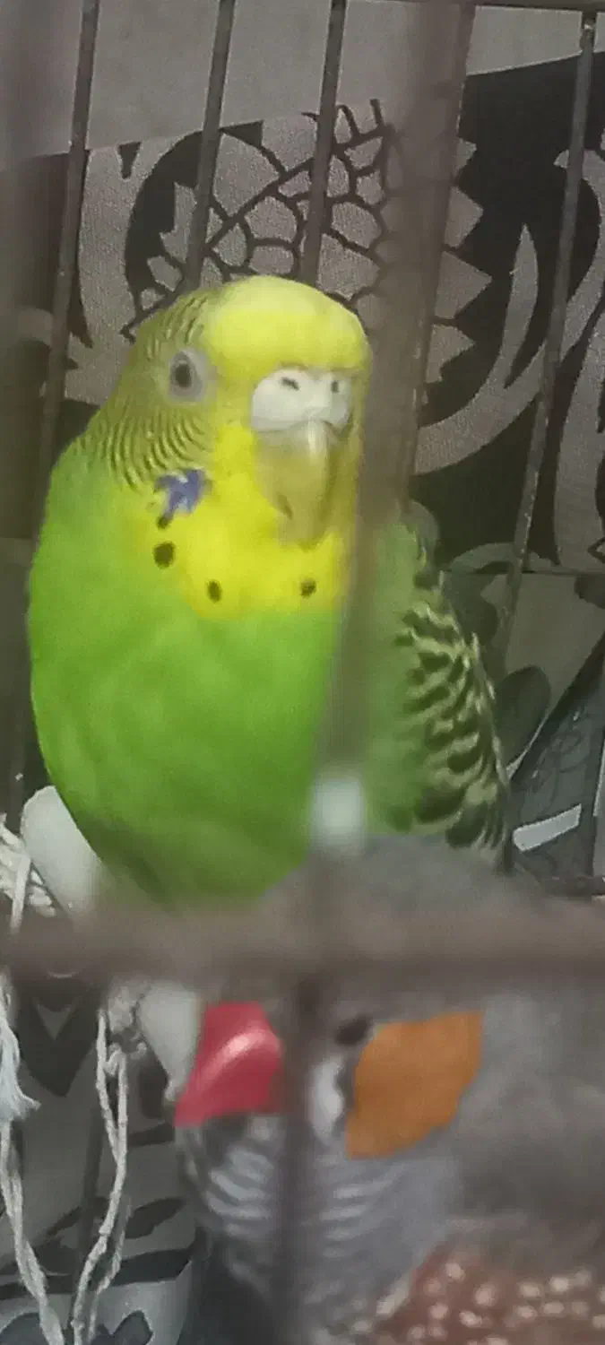 مرغ عشق|پرنده|قیدار, |دیوار