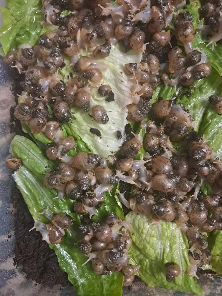 بچه حلزون|خزنده|تهران, قلهک|دیوار