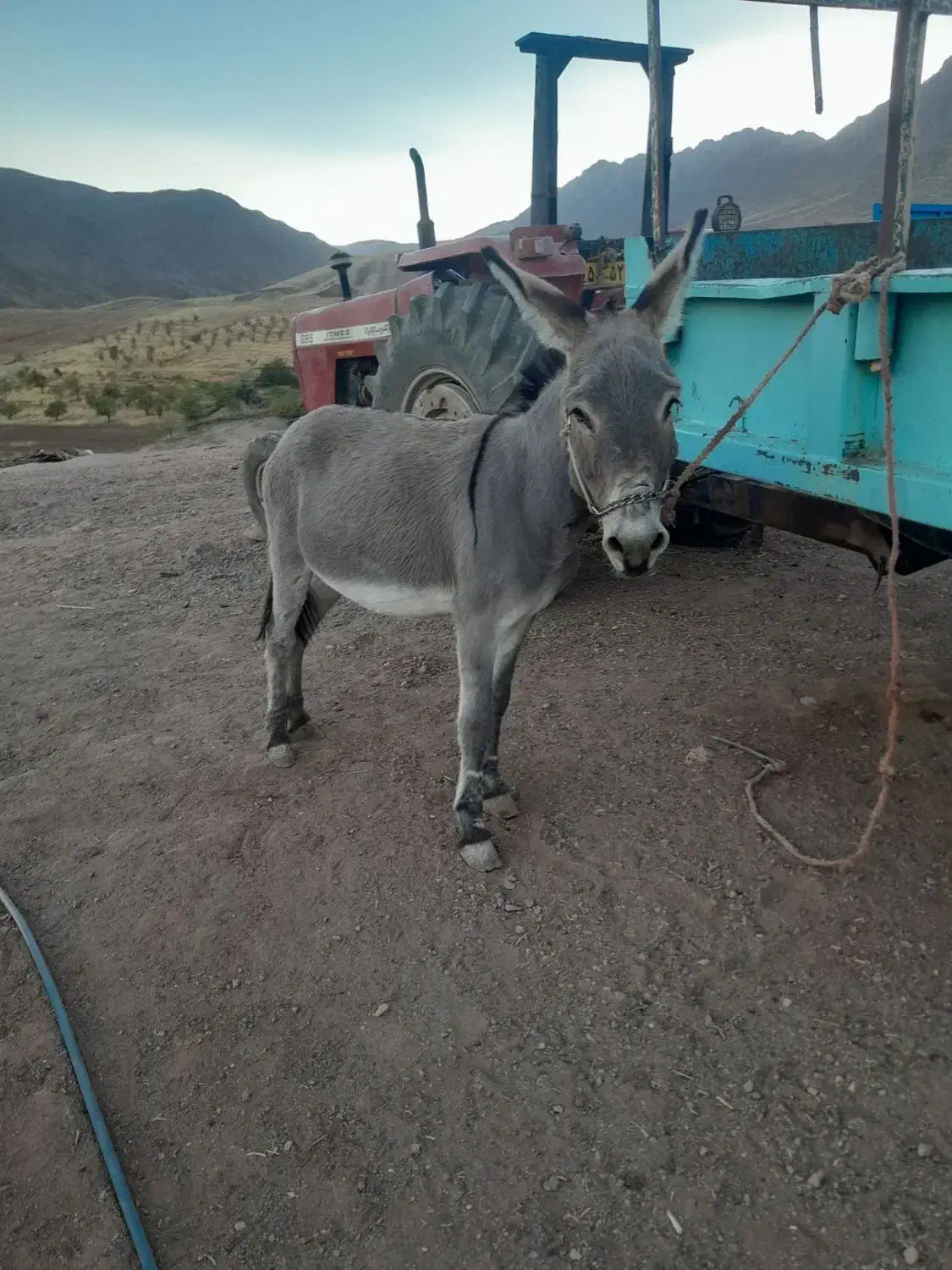 تعداد زیادی الاغ  درشت و هیکلی ماده و نر|حیوانات مزرعه|کنگاور, |دیوار