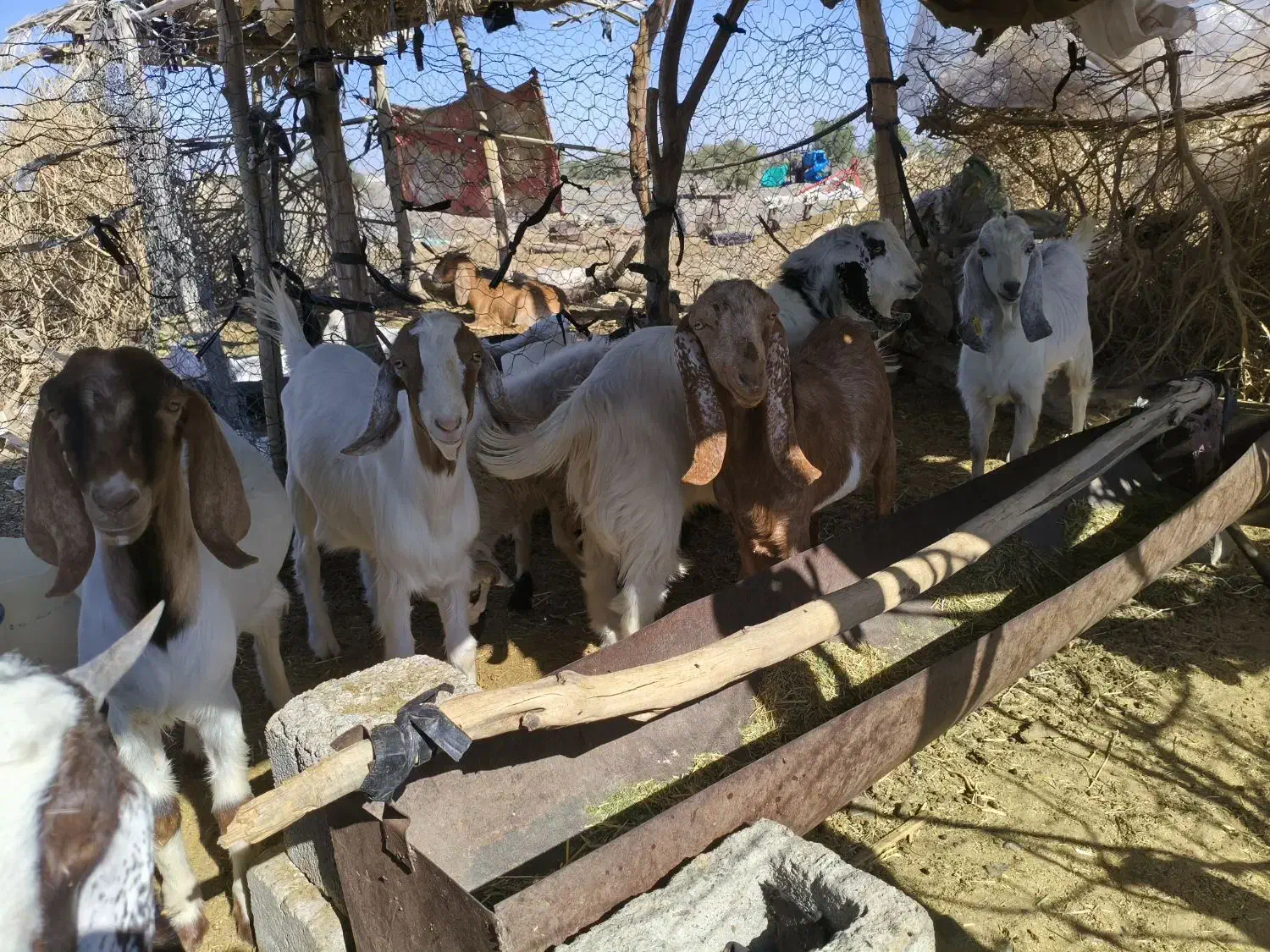 خروس و کهره|حیوانات مزرعه|فاریاب, |دیوار