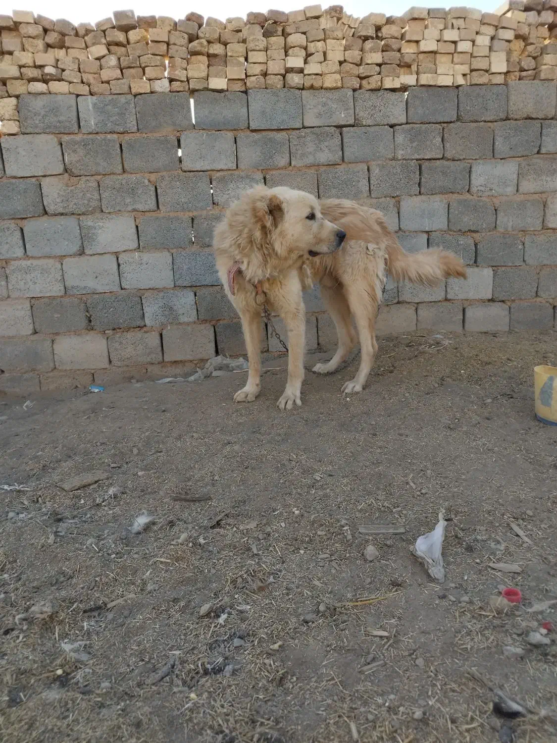 سگ قدرجونی|سگ|داران, |دیوار