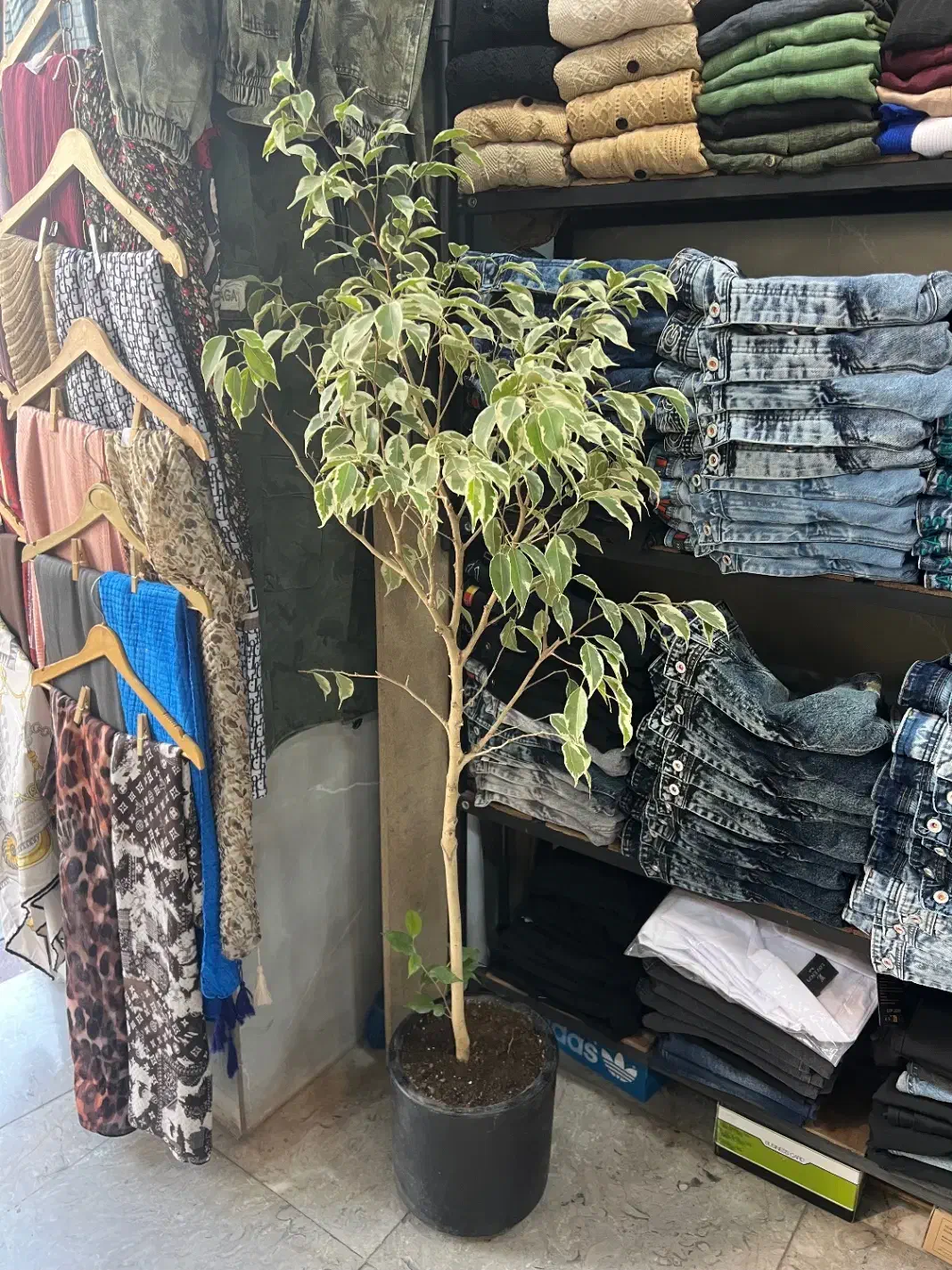 درخچه دو عدد|گل و گیاه طبیعی|تهران, یافت آباد جنوبی|دیوار