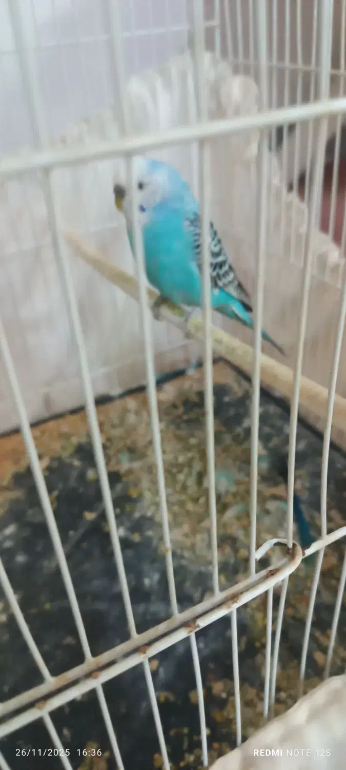 یک جفت مرغ عشق سالم|پرنده|نیشابور, خط کاشمر|دیوار