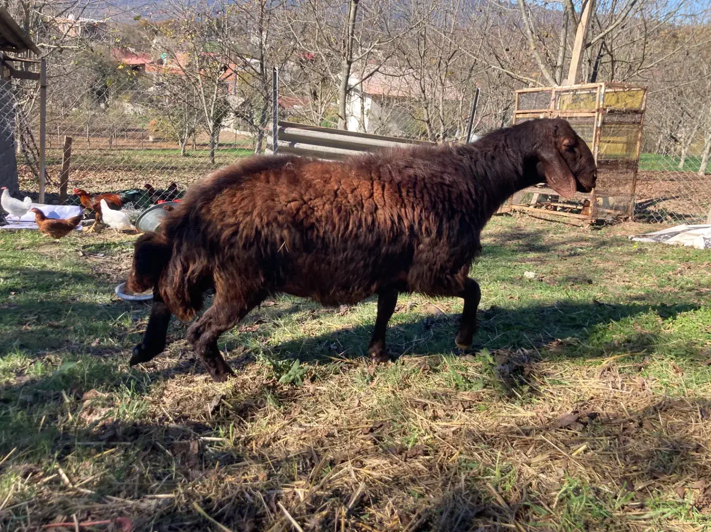 شیشک قوچ همو ( ژن  چند قلوزا )|حیوانات مزرعه|پایین هولار, |دیوار