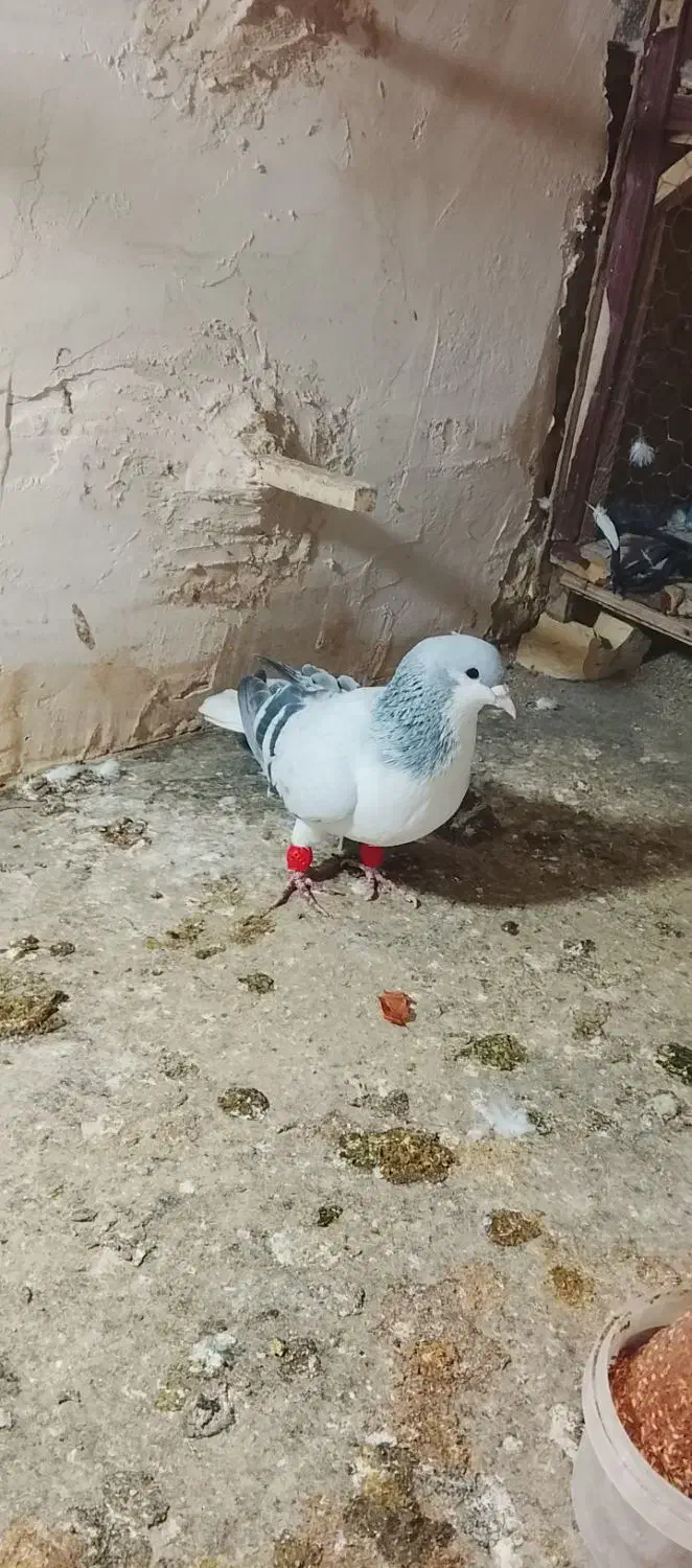 کفتر ساده سبز|پرنده|مشهد, خواجه ربیع|دیوار