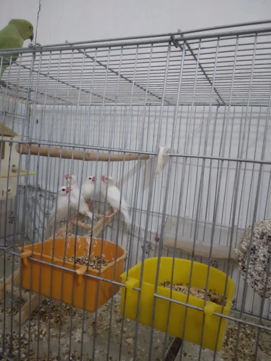 فنچ جاوا یا نرگسی مولد|پرنده|کوهدشت, |دیوار