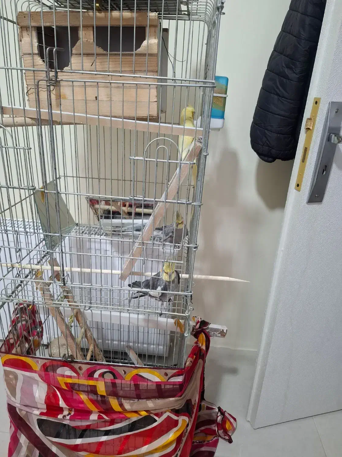 عروس هلندی|پرنده|پرند, فاز ۶|دیوار