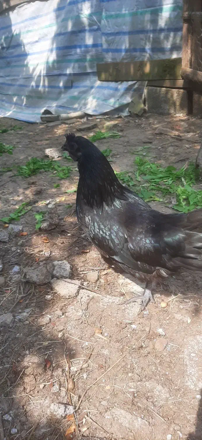 حراج مرغ و خروس آیام سمانی|حیوانات مزرعه|لاهیجان, لیل|دیوار