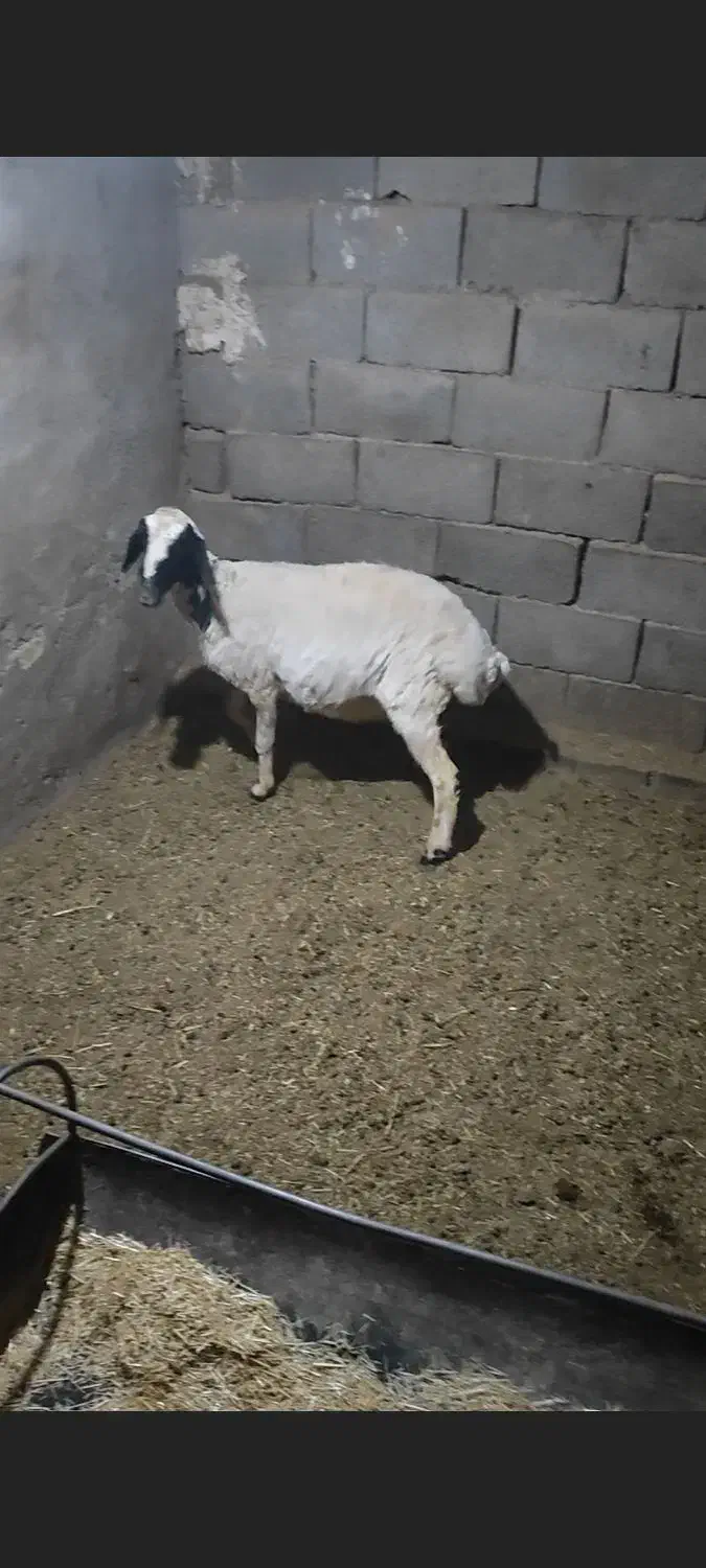 دوتا میش|حیوانات مزرعه|تفت, |دیوار