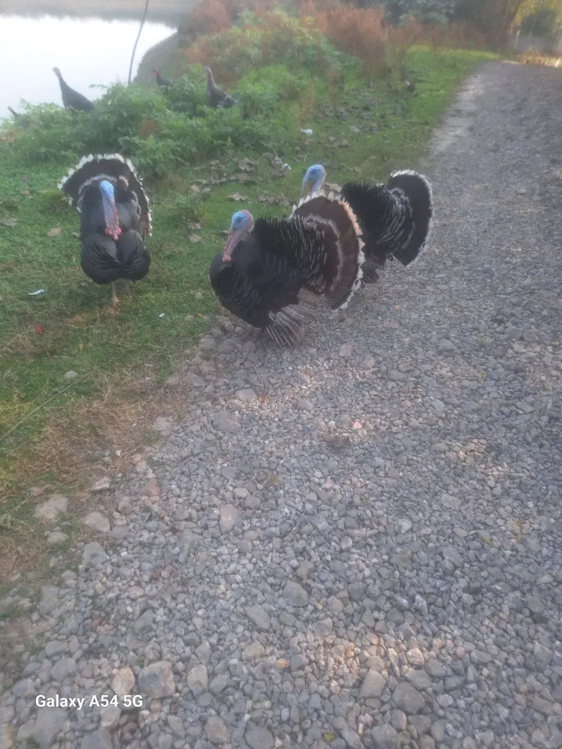 بوقلمون گوشتی|حیوانات مزرعه|شاندرمن, |دیوار