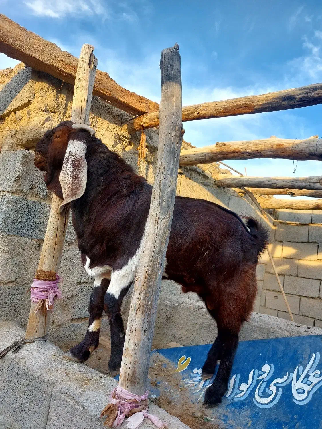 گوسفند|حیوانات مزرعه|سراوان, |دیوار