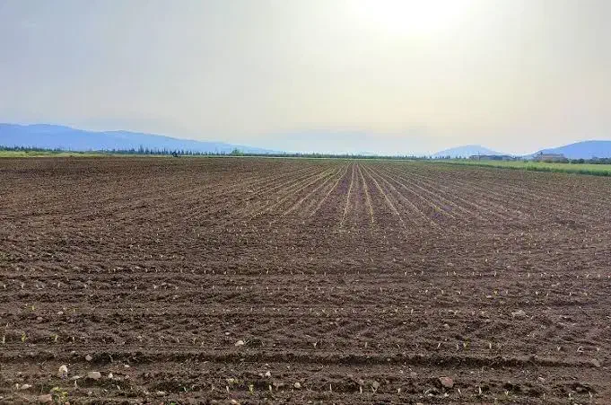 اجاره زمین کشاورزی احمدآباد|اجارهٔ دفتر صنعتی، کشاورزی، تجاری|کشاورز, |دیوار