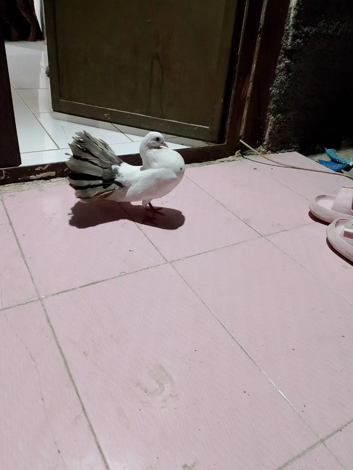 کفترقیمت توافقی|پرنده|میناب, |دیوار