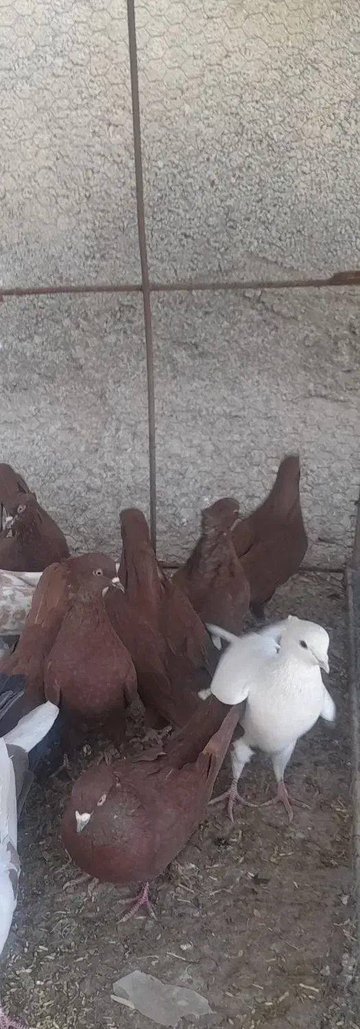 رنگ|پرنده|چگنی, |دیوار