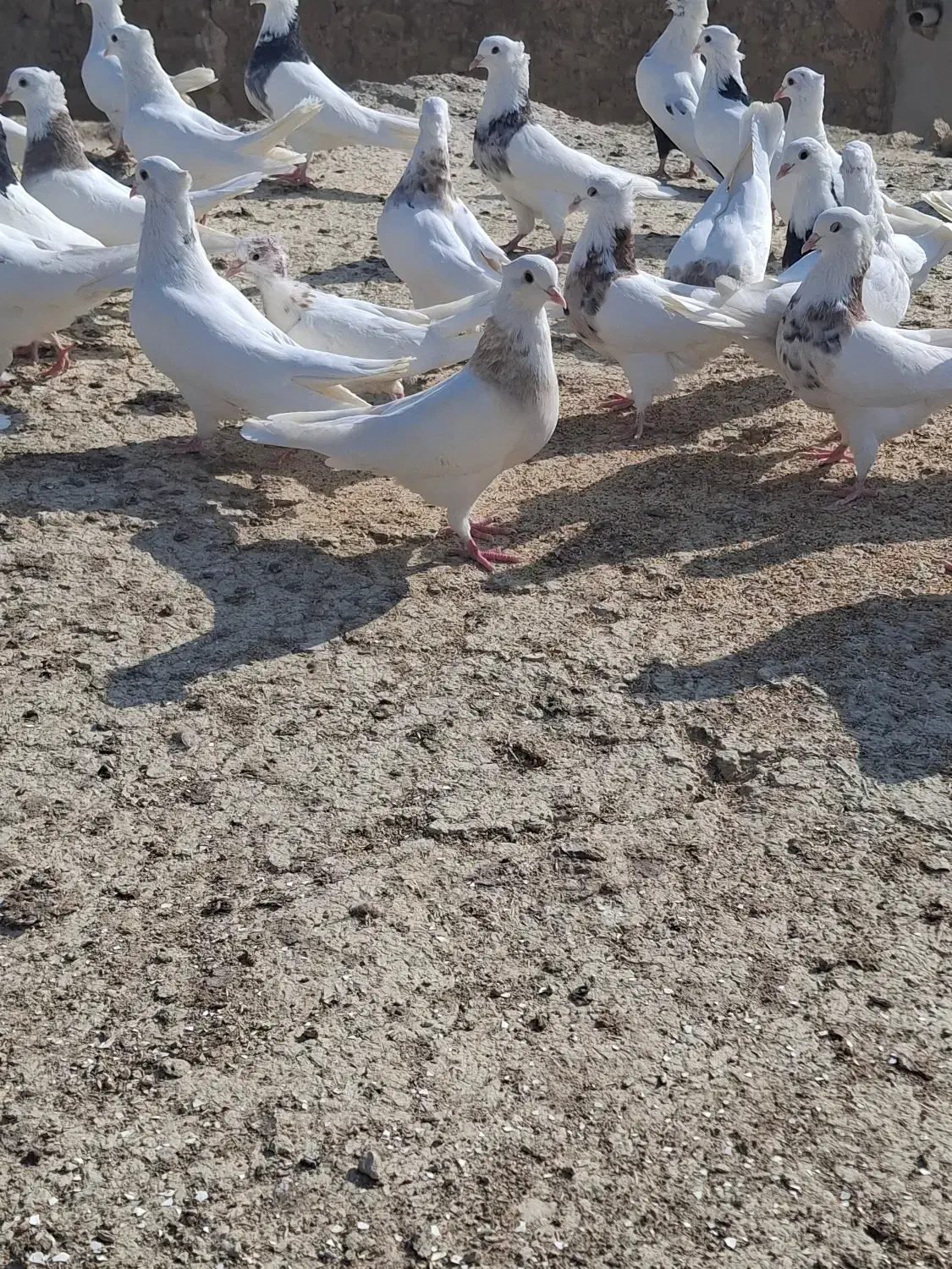 کبوتر طوقی|پرنده|مسجد سلیمان, |دیوار