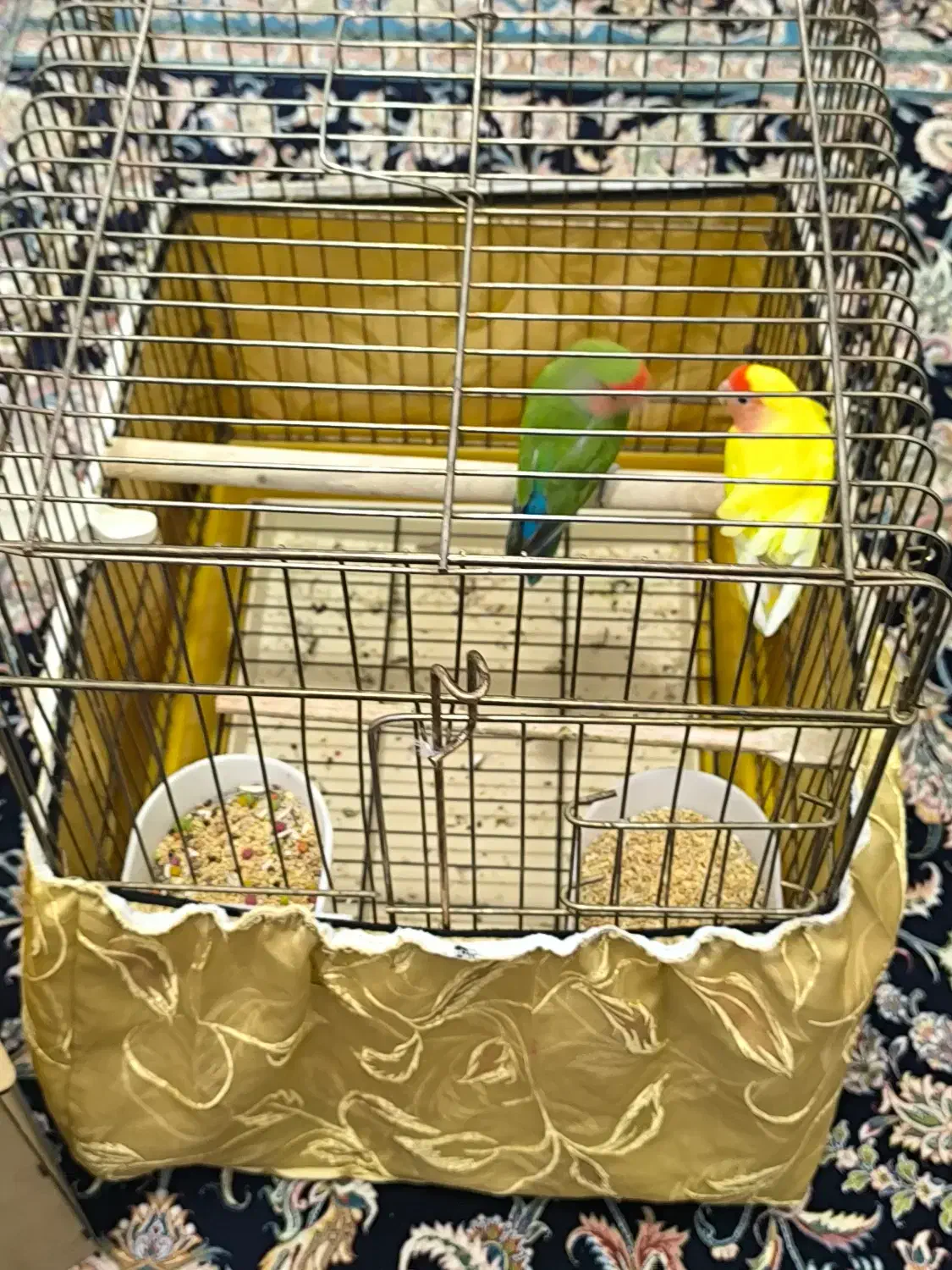 طوطی عروس هلندی|پرنده|کرمانشاه, |دیوار