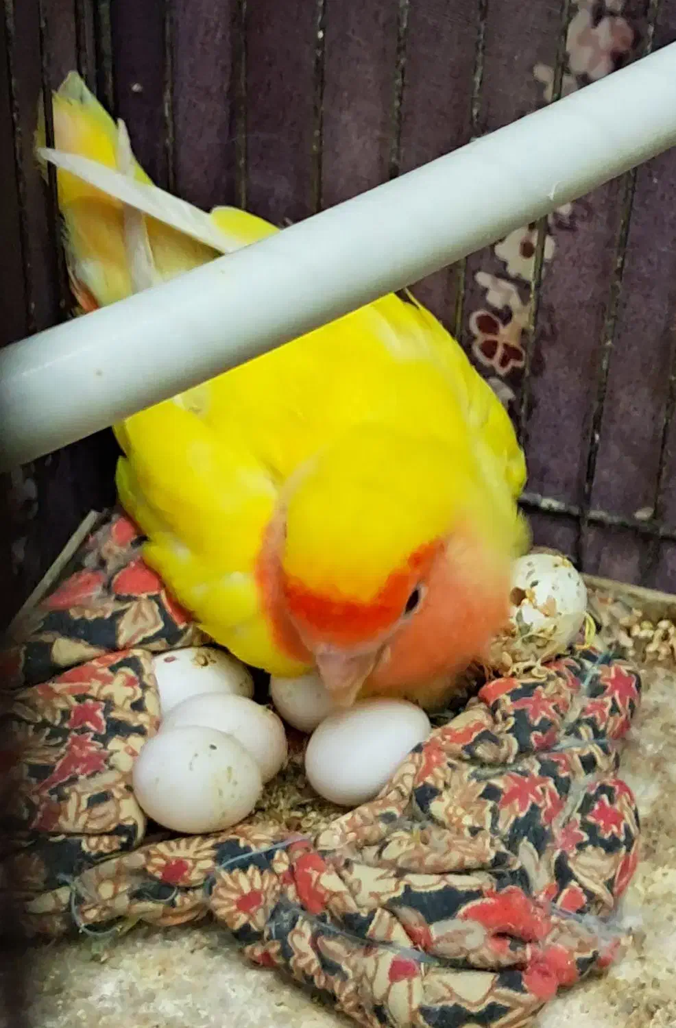 یک جفت کوتوله|پرنده|قم, شهرک سازمان آب|دیوار